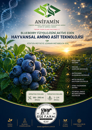 Blueberry ANİFAMİN e-katalog kapak görseli